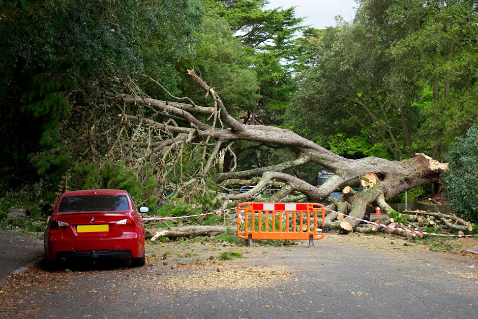 A large, fallen tree with a thick trunk and expansive, twisted branches lies across a paved parking area, obstructing the space behind. The tree's bark is rough and grayish-brown, with some smaller broken branches scattered around. The debris from the felled tree covers part of the ground, which is speckled with fallen leaves and wood chips. To the left of the scene, a red hatchback car is parked, facing away from the fallen tree, with its rear visible. An orange safety barrier and a red-and-white striped tape cordon off the area to prevent access, indicating a recent incident and ongoing clearance work. Surrounding the scene are tall, dense trees and green foliage, creating a natural backdrop, with some near the debris showing signs of trimming or damage. The setting appears to be an outdoor space possibly close to a park or residential area, where local authorities or waste removal services like Waste Removal Merton may be involved in clearing fallen branches and managing safety hazards caused by the storm or other weather-related events, highlighting the importance of private waste handling in such situations.